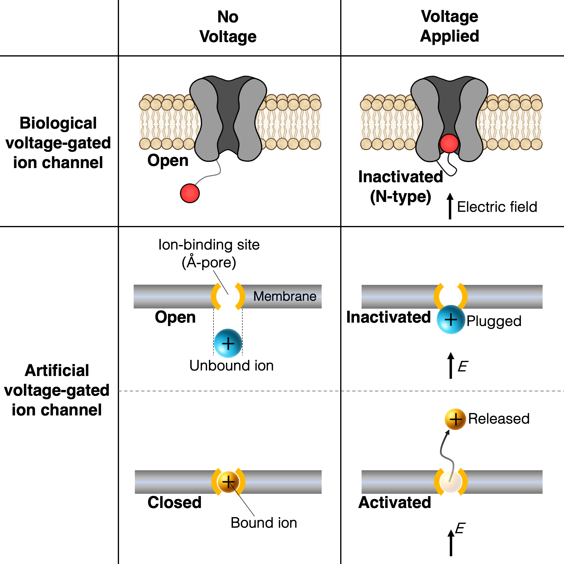 Our recent paper on leveraging ionic diversity in iontronics accepted to Small