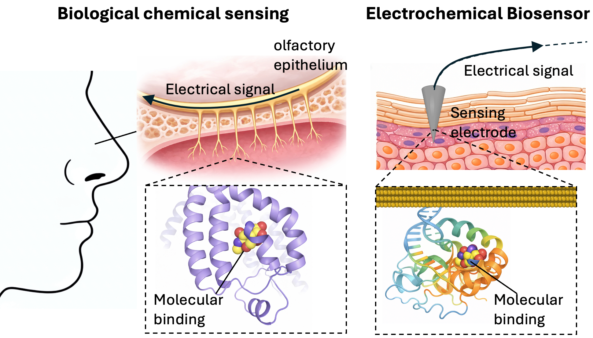 Bio-Inspired Chemical Sensor